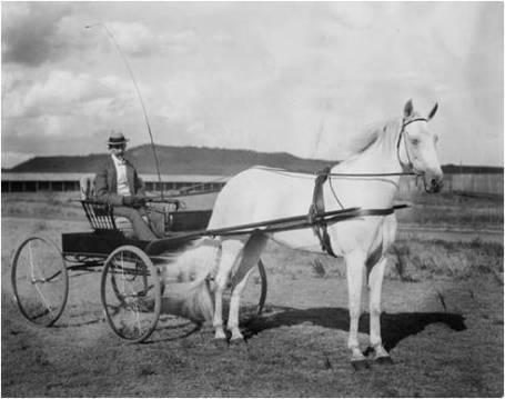 Slow Frequency Traders (SFT) Moving the Direction of the Buggy Whip