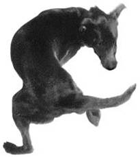 Chasing Tail Chasing Tail