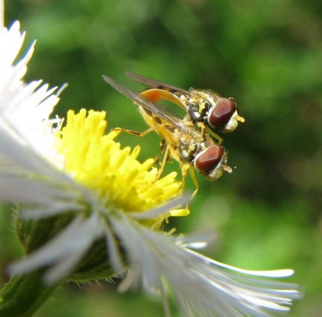 Mating