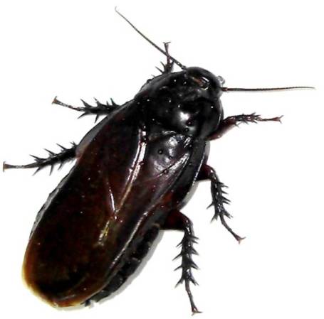 Cockroach Up