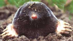 Mole