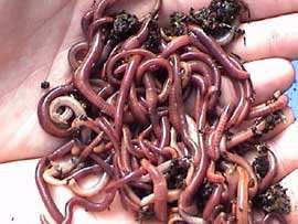 worms