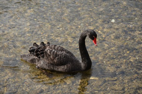 Black Swan