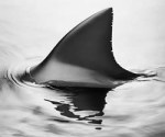 Shark Fin
