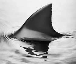 Shark Fin