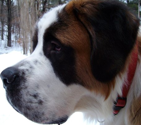 Saint Bernard