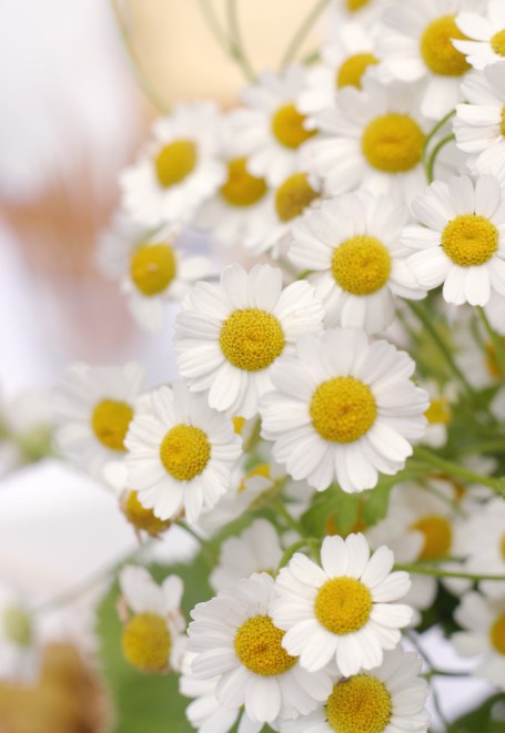 Ox-eye daisies