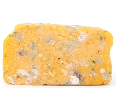moldy cheese